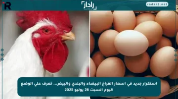 استقرار جديد في أسعار الفراخ البيضاء والبلدي والبيض.. تعرف على الوضع اليوم السبت 26 يوليو 2025